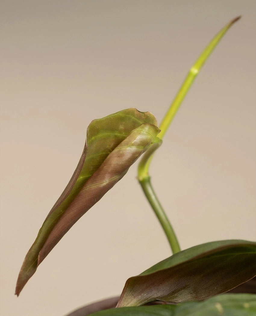 Philodendron Decorative Desk Plant