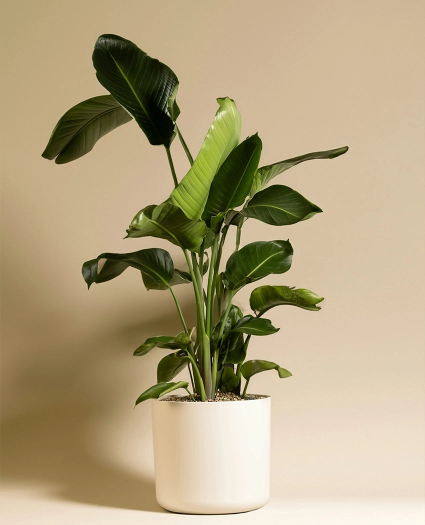 Bird Of Paradise Indoor Plant