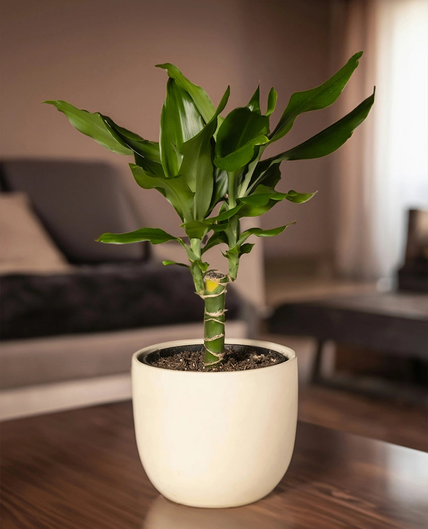 Lucky Bamboo Indoor Plant