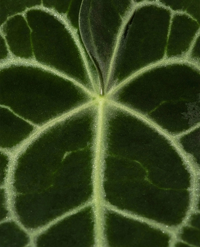 Velvet Anthurium Leaf Plant