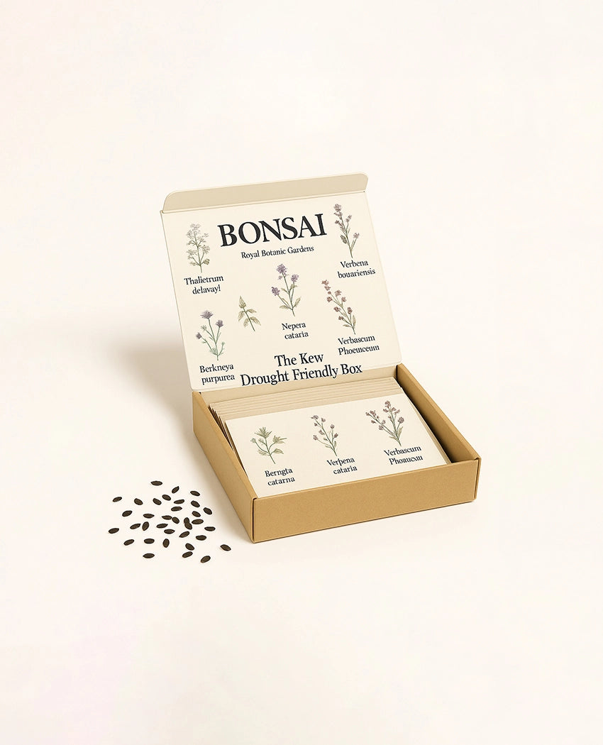 Blooming Wildflower Seed Kit