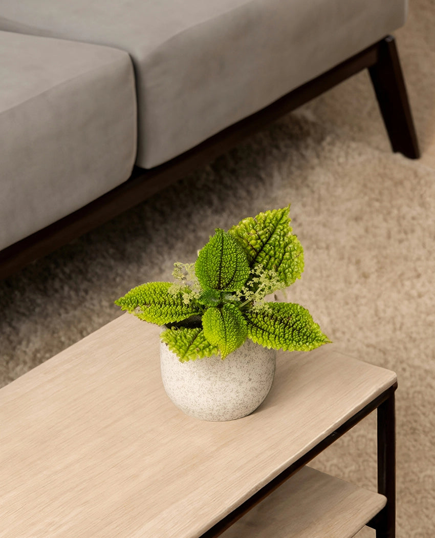 Moon Valley Pilea Plant