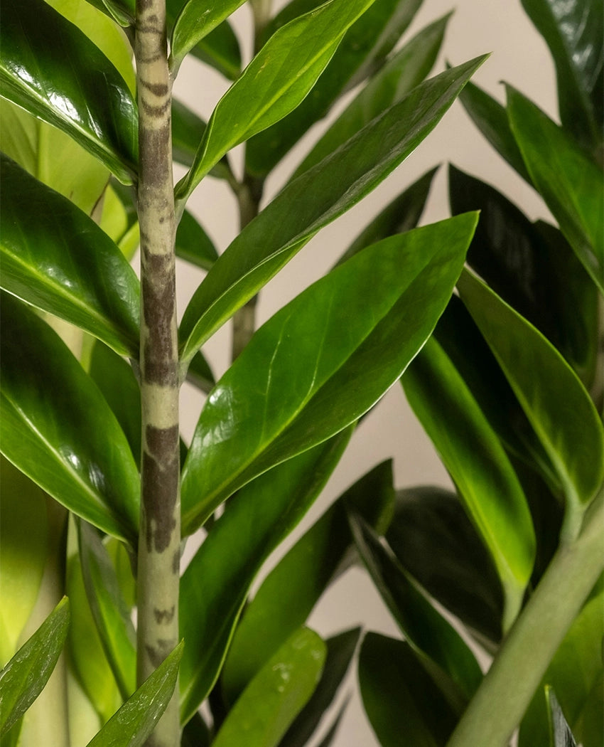 Zamioculcas Indoor House Plant