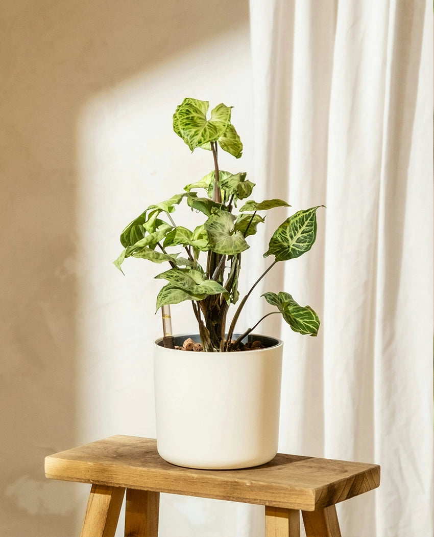 Syngonium Three Kings Plant