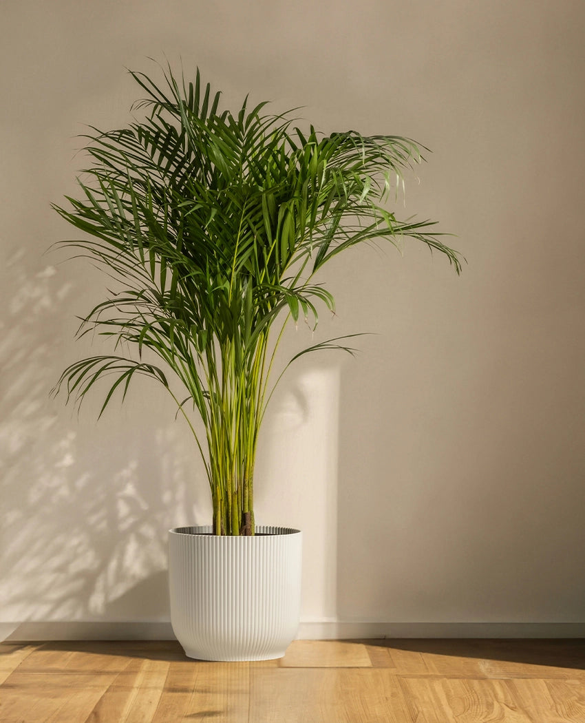 Areca Palm Indoor Plant