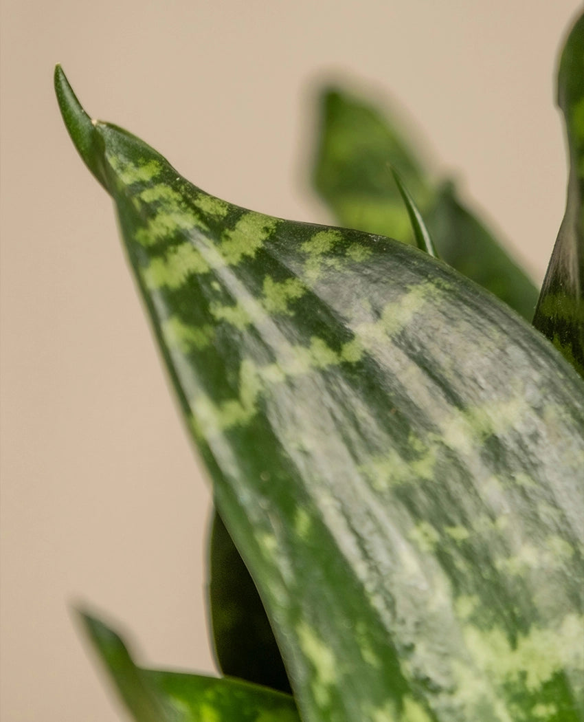 Low-Light Indoor Plant