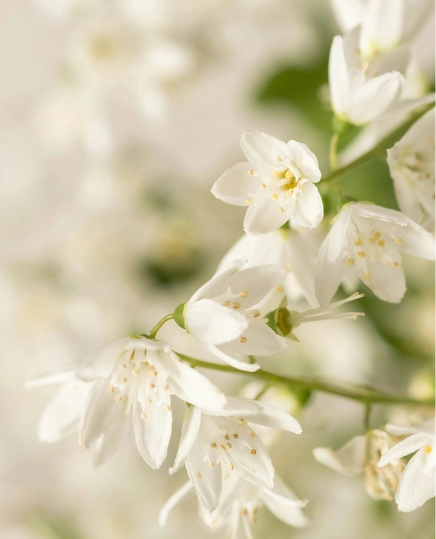 White Flower Accent Plant