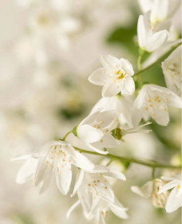 White Flower Accent Plant