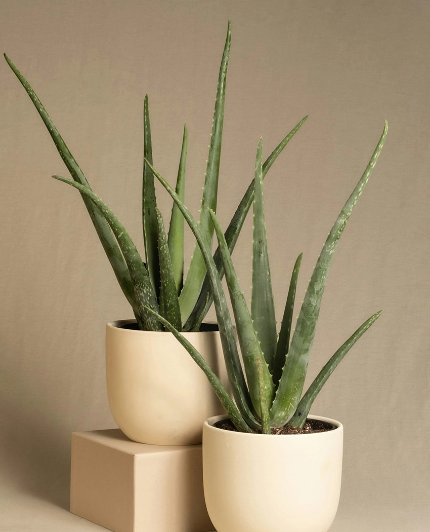 Aloe Vera Potted Plant