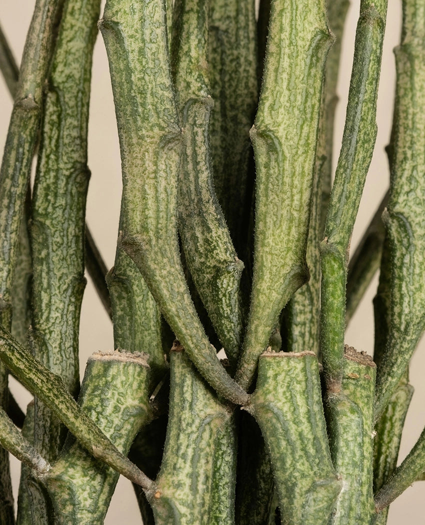 Decorative Pencil Cactus Plant