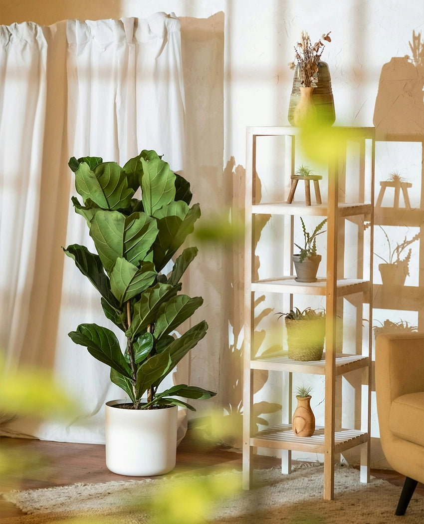 Indoor Fiddle Leaf Fig Plant