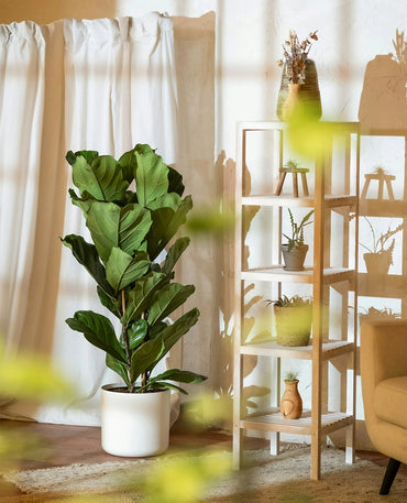 Indoor Fiddle Leaf Fig Plant