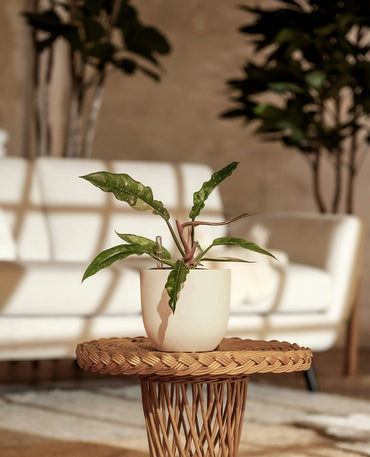 Curly Leaf Philodendron Plant