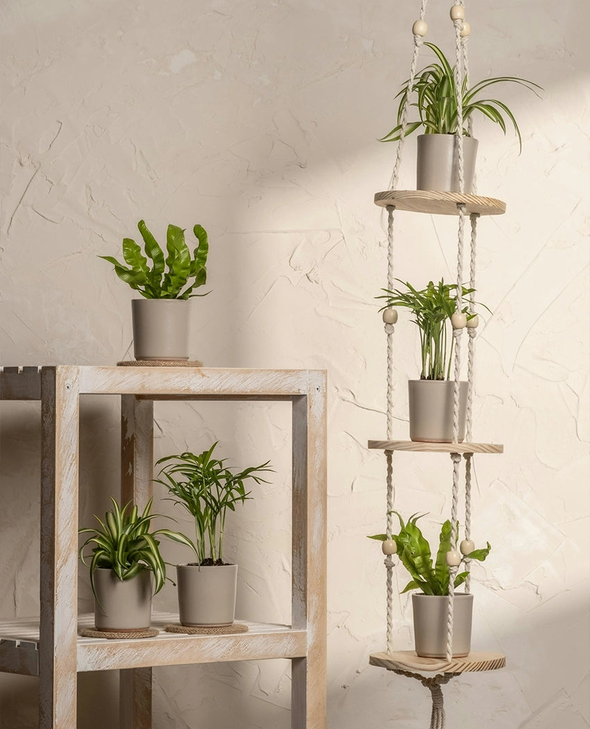 Air Purifying Plant Bundle
