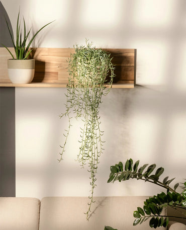 String Of Dolphins Plant