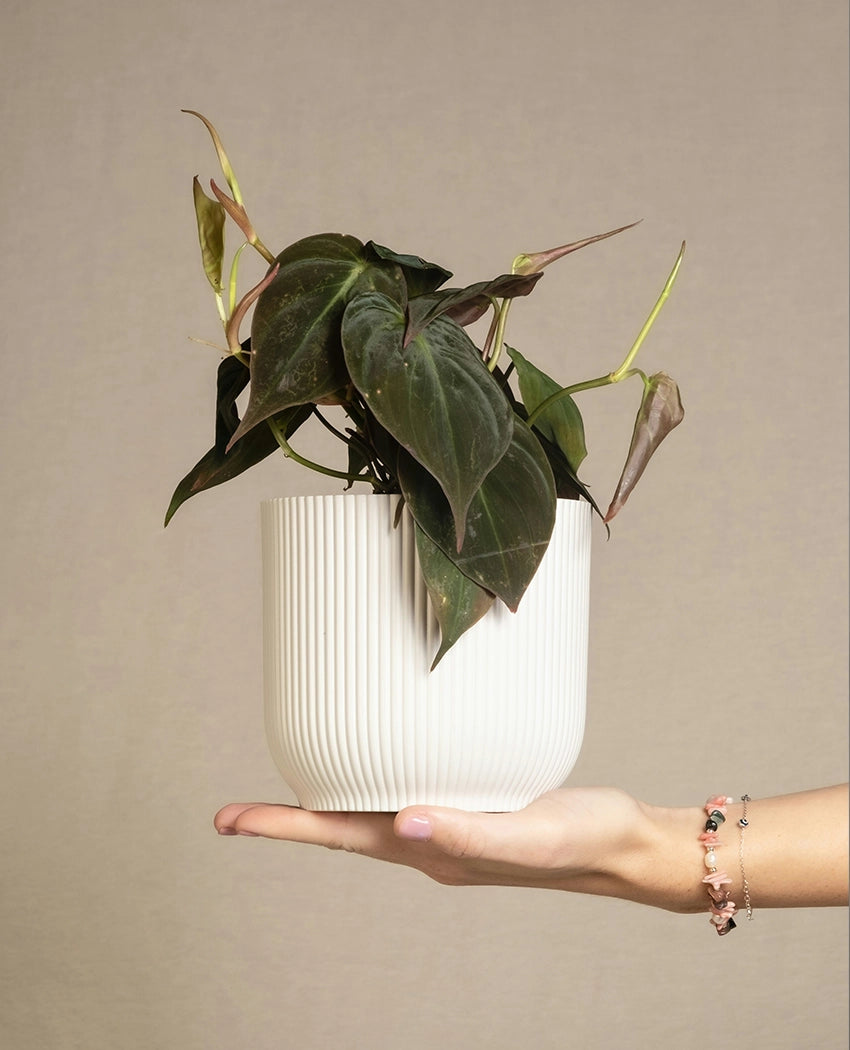 Philodendron Decorative Desk Plant