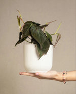 Philodendron Decorative Desk Plant