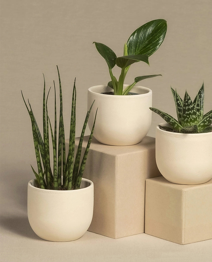 Aloe Vera Succulent Plant