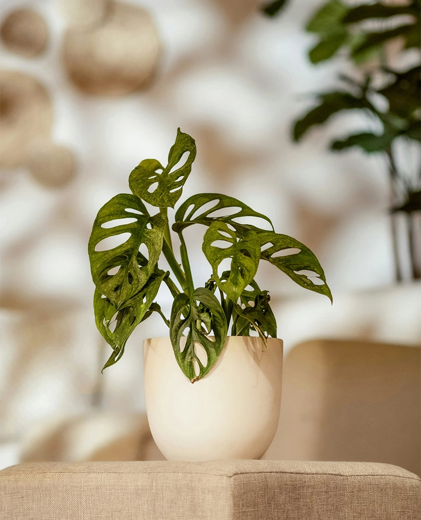 Monstera Adansonii Indoor Plant