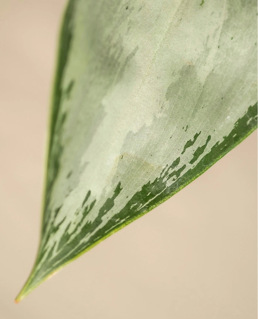 Indoor Aglaonema Potted Plant