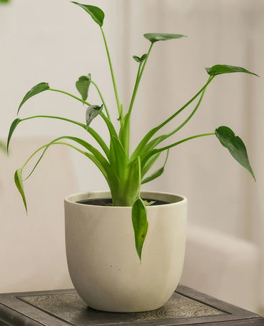Elegant Green Indoor Plant
