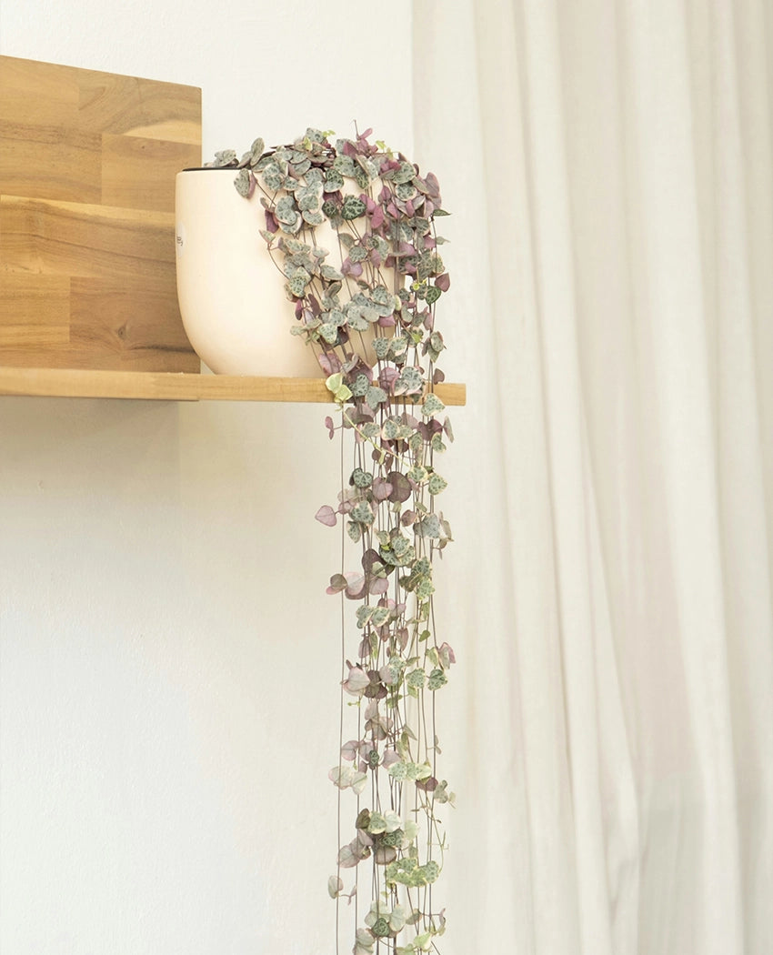 Trailing String Hearts Plant