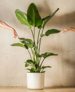 Bird Of Paradise Indoor Plant