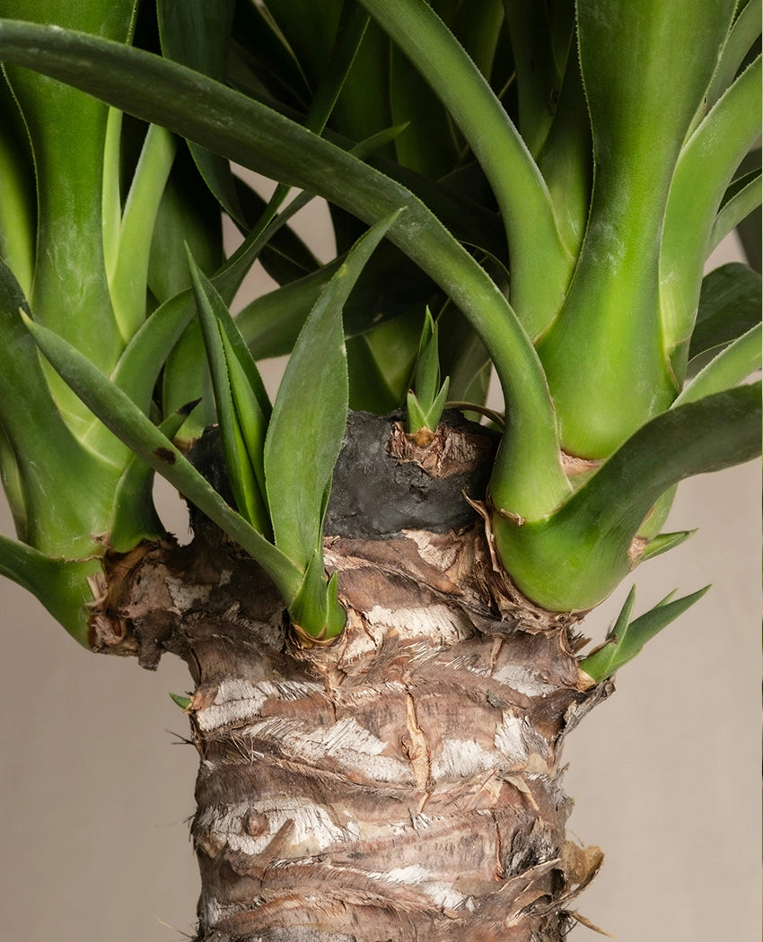 Potted Yucca Cane Tree