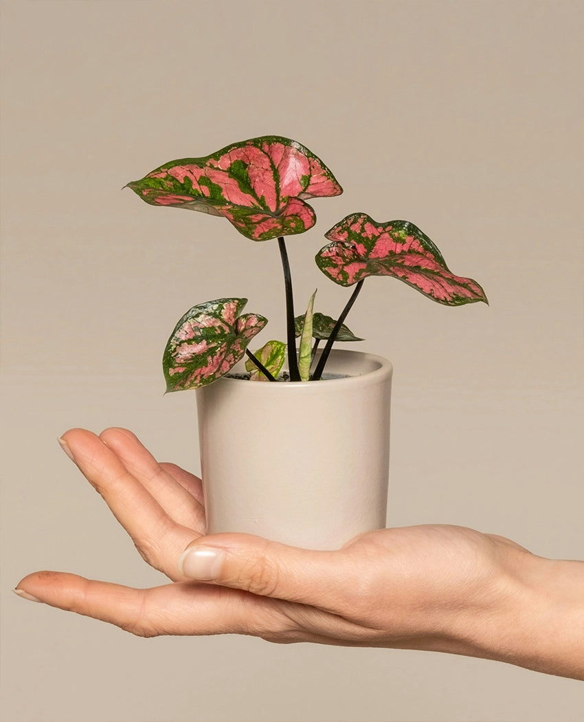 Mini Decorative Caladium Plant