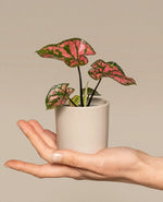 Mini Decorative Caladium Plant