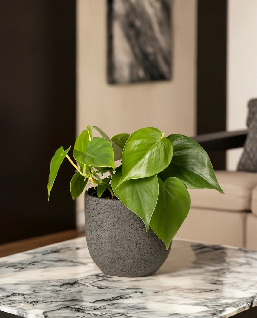 Heartleaf Philodendron Plant