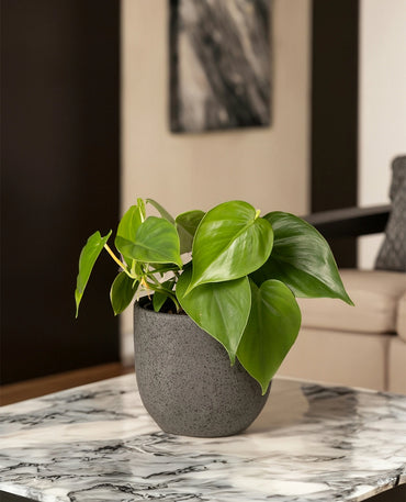 Heartleaf Philodendron Plant