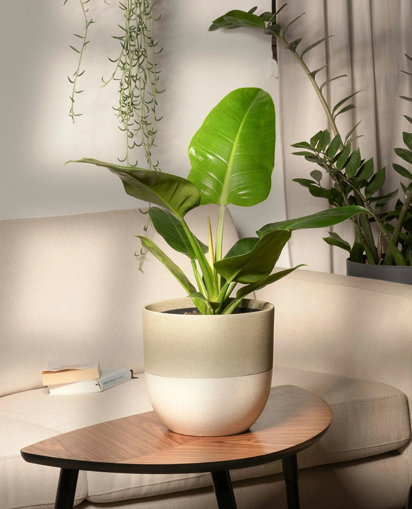 Philodendron Congo Plant