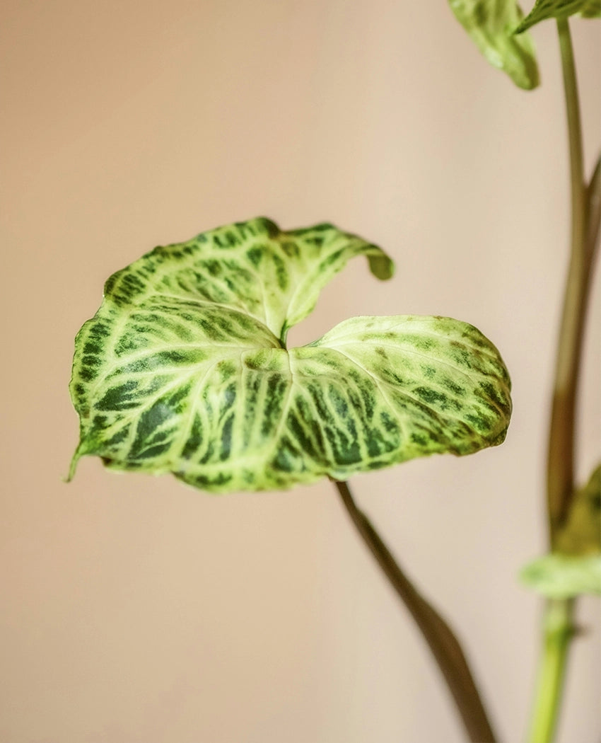Syngonium Three Kings Plant
