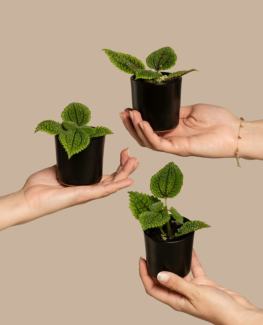 Moon Valley Pilea Plant