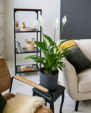 Peace Lily Indoor Plant