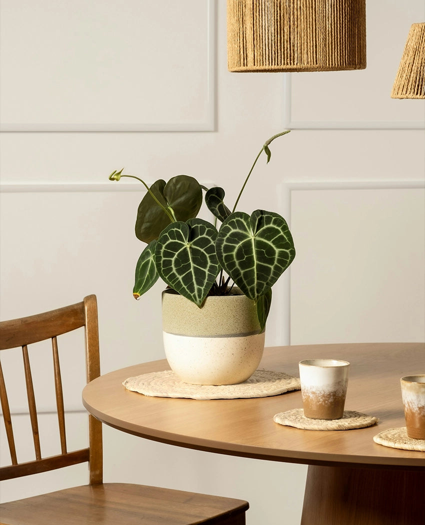 Velvet Anthurium Leaf Plant