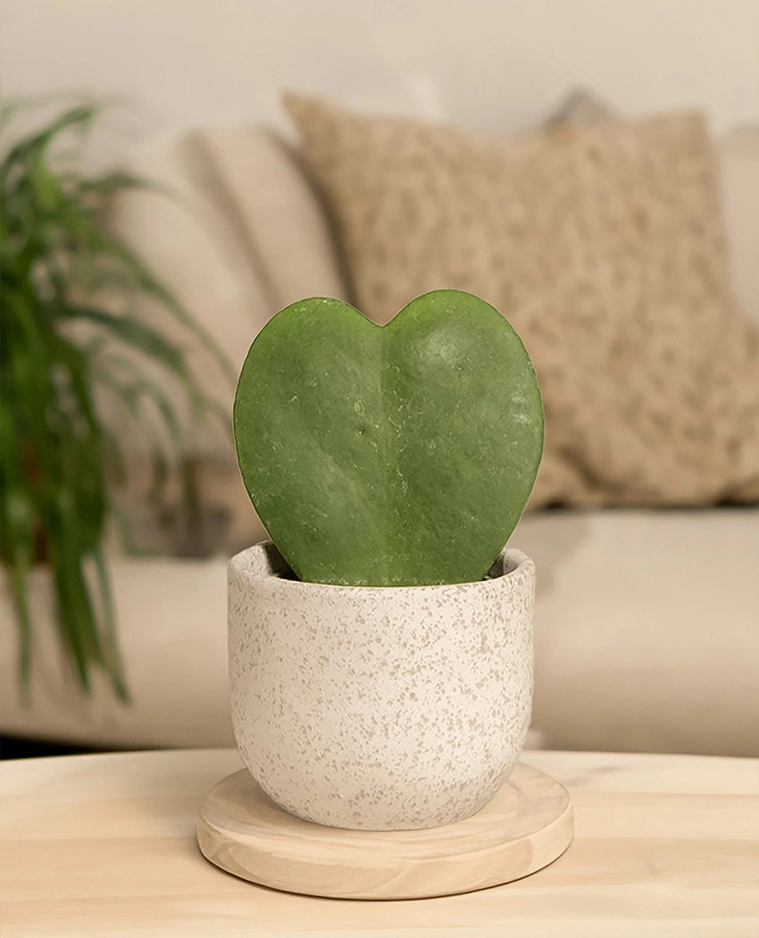Heart Shaped Succulent Plant