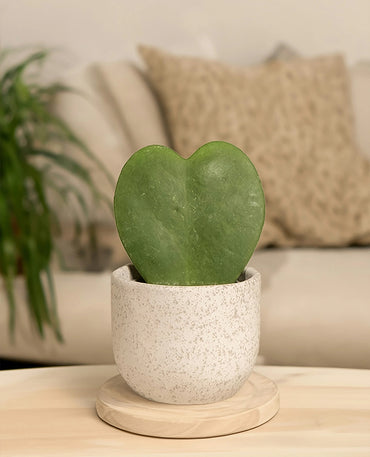 Heart Shaped Succulent Plant
