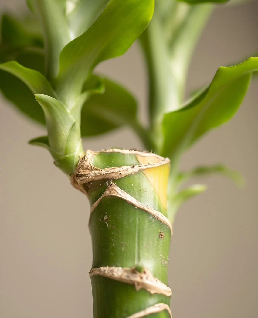 Lucky Bamboo Indoor Plant
