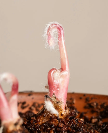 Amaryllis Bulb Sprouting Plant