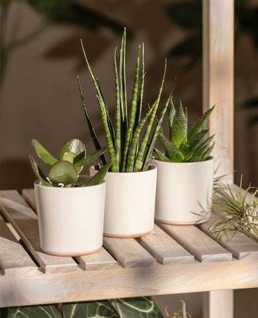 Elegant Tropical Indoor Plant
