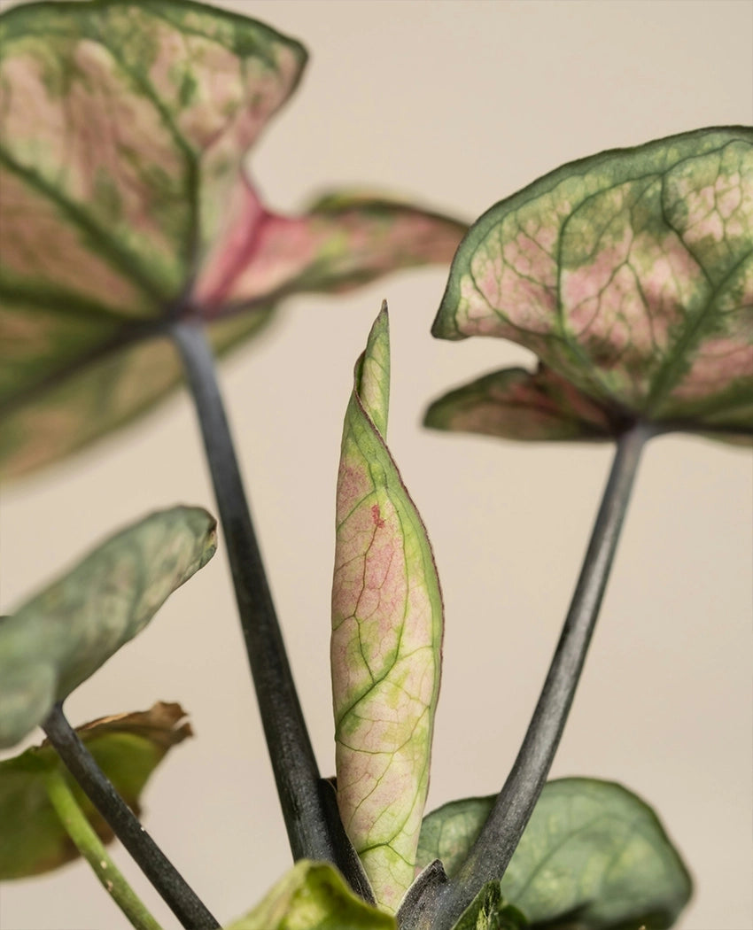Mini Decorative Caladium Plant