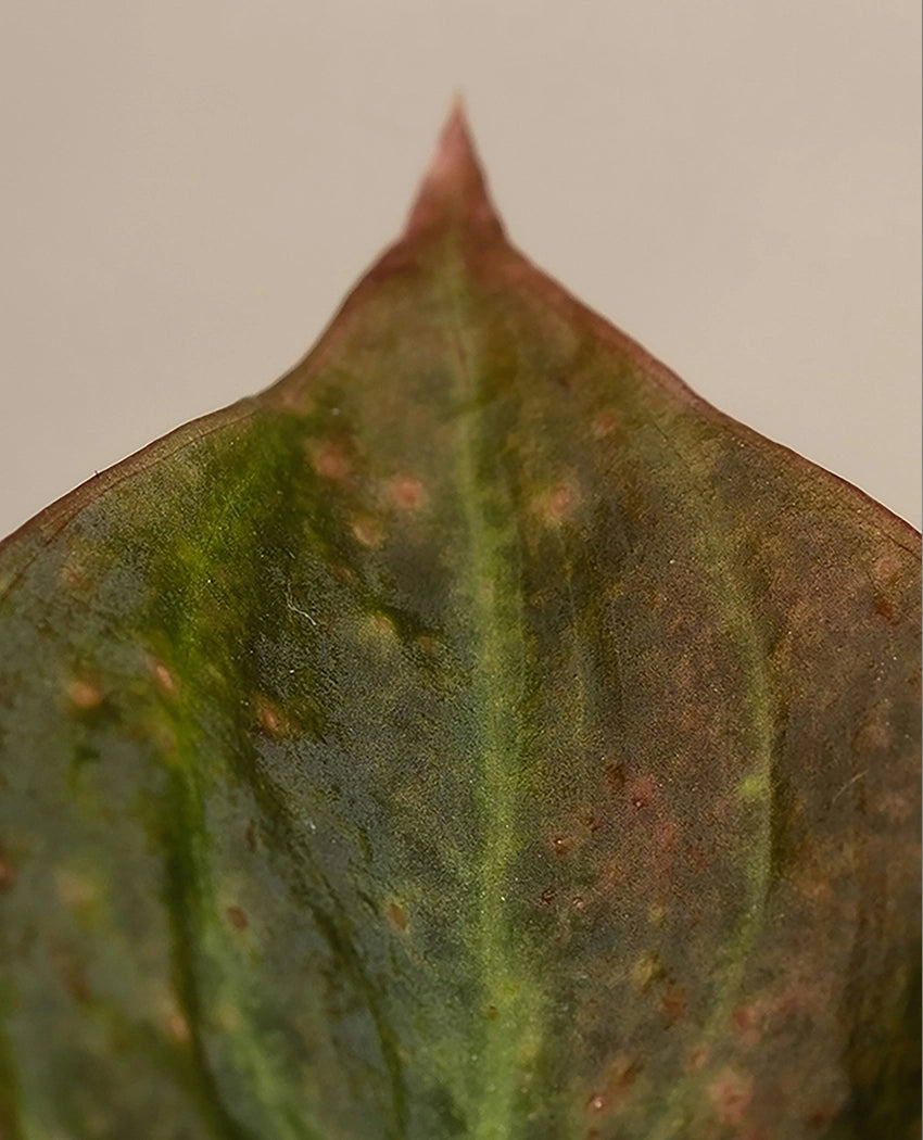 Philodendron Decorative Desk Plant