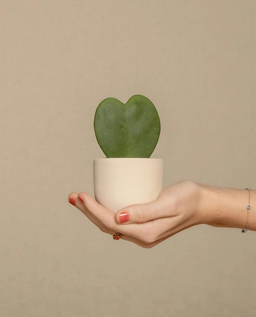 Heart Shaped Succulent Plant