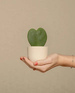 Heart Shaped Succulent Plant