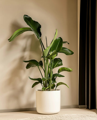 Bird Of Paradise Indoor Plant