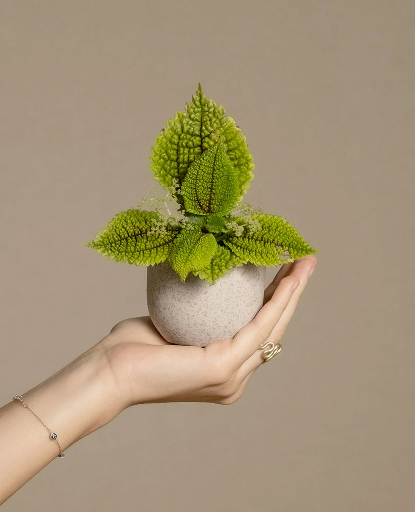 Moon Valley Pilea Plant