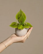 Moon Valley Pilea Plant