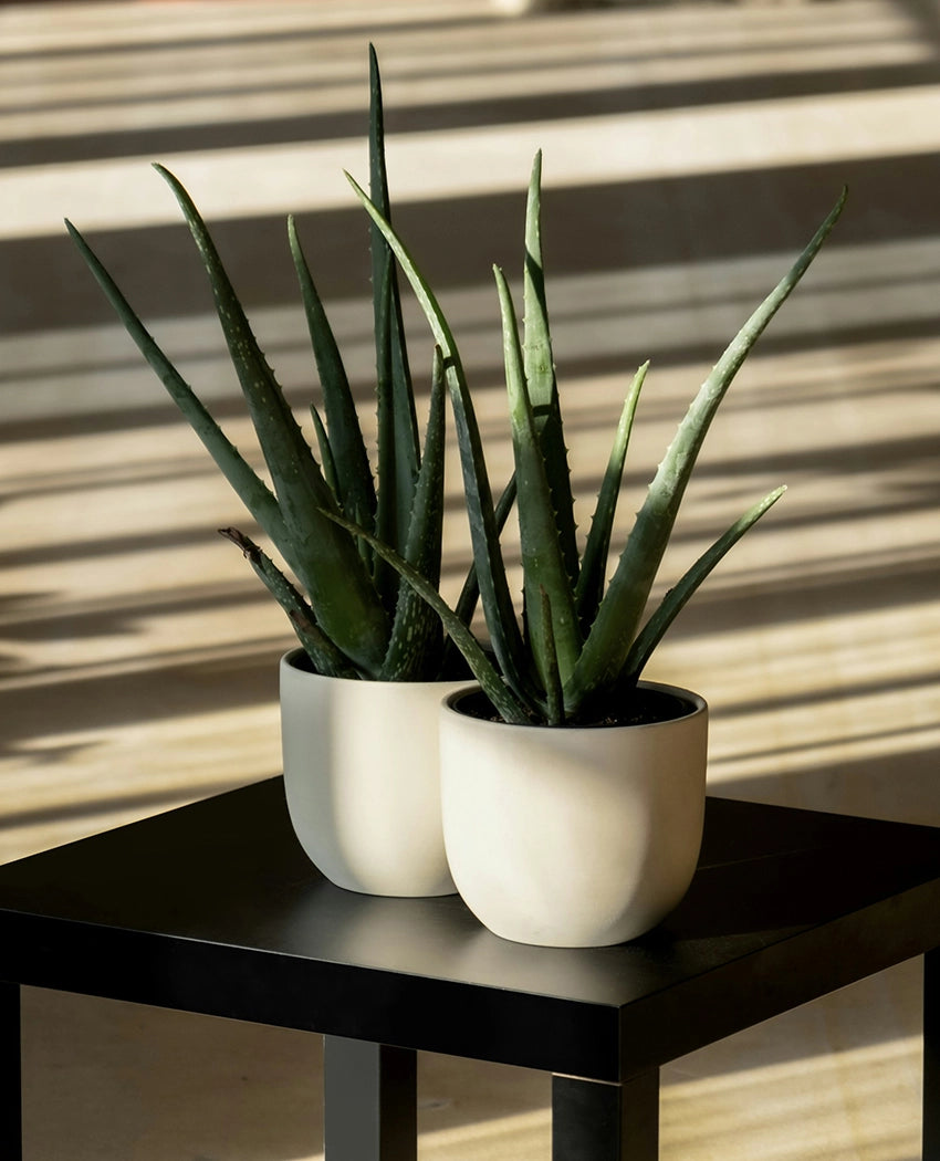 Aloe Vera Potted Plant
